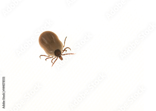 Tick filled with blood isolated on a white background