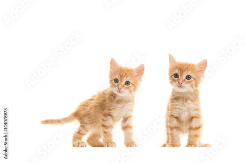 Two standing ginger turkish angora baby cats isolated on a white background © Elles Rijsdijk