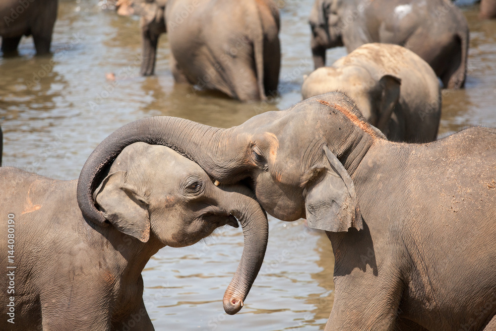 Εκτύπωση καμβά Elephant embraces a baby elephant