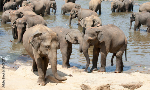 Canvas Print Indian elephants bathing in the river.