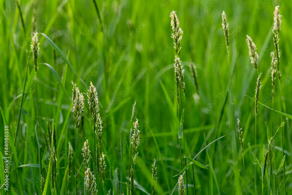 detail of grasses field