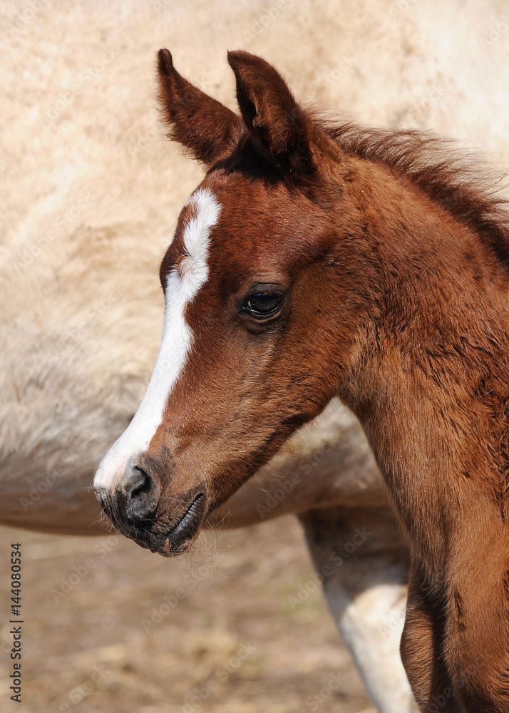 The portrait red new born purebred Arabian foal