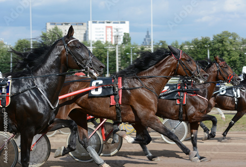 Harness horse racing. Horse trotter breed on speed on racetrack