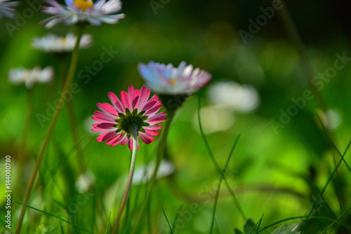 Beautiful daisies flowers