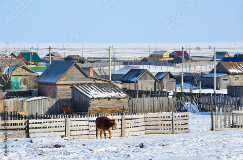 Россия, Байкал, корова у изгороди в поселке Большое Голоустное зимой photo