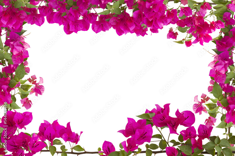 Bougainvilleas frame isolated on white background. Frame in spring.