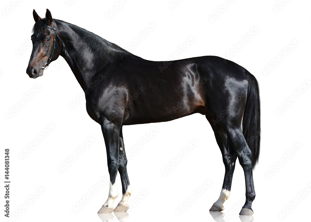 Fototapeta Czarna sportowa końska pozycja odizolowywająca na białym tle. widok z boku