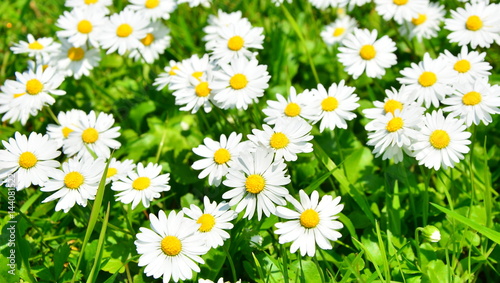 Beautiful daisies flowers © predrag