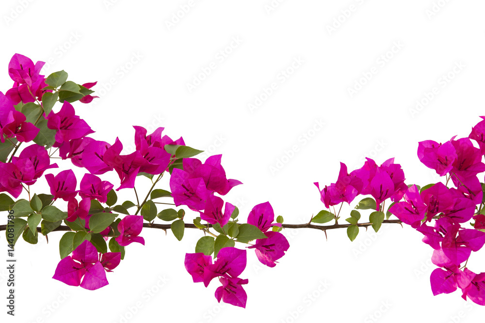bougainvilleas isolated on white background.