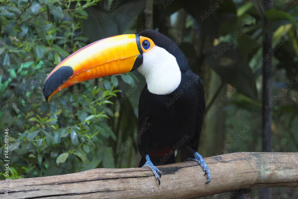 Toco Toucan (Ramphastos toco), Pantanal, Mato Grosso, Brazil Toco Toucan (Ramphastos toco), Pantanal, Mato Grosso, Brazil