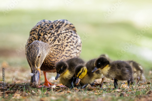 Mallard ducklings (Anas platyrhynchos) grazing feeding with adult female parent mum