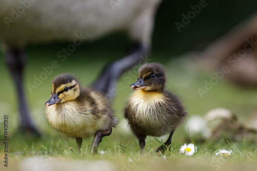 Close-up of Mallard ducklings (Anas platyrhynchos) with varying patterns