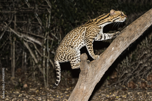Ocelot (Leopardus pardalis) at night, Pantanal, Mato Grosso, Brazil