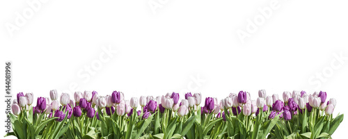 Happy Eastern pink and white Tulip white background space greeting textspace