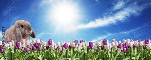 Bunny pink and white Tulip on grassland blue sunny sky greeting Happy Eastern textspace © CL-Medien