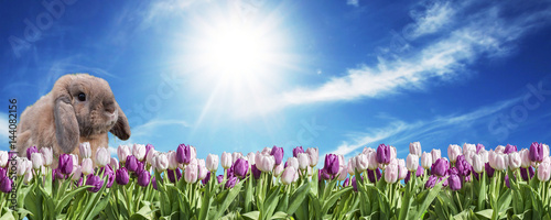 Bunny pink and white Tulip ...