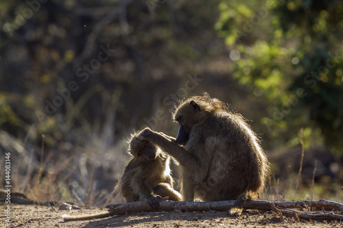 Chacma baboon in Kruger National park, South Africa