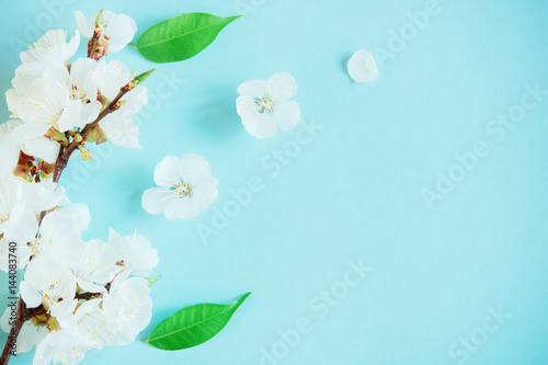 spring apricot blossom on a blue background