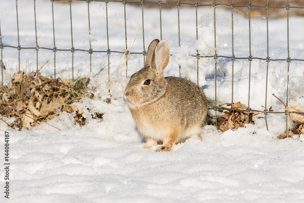Obraz premium Cottontail Rabbit in Snow