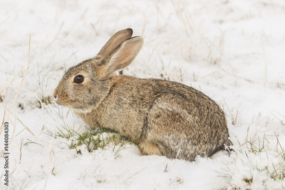Obraz premium Cottontail Rabbit in Snow