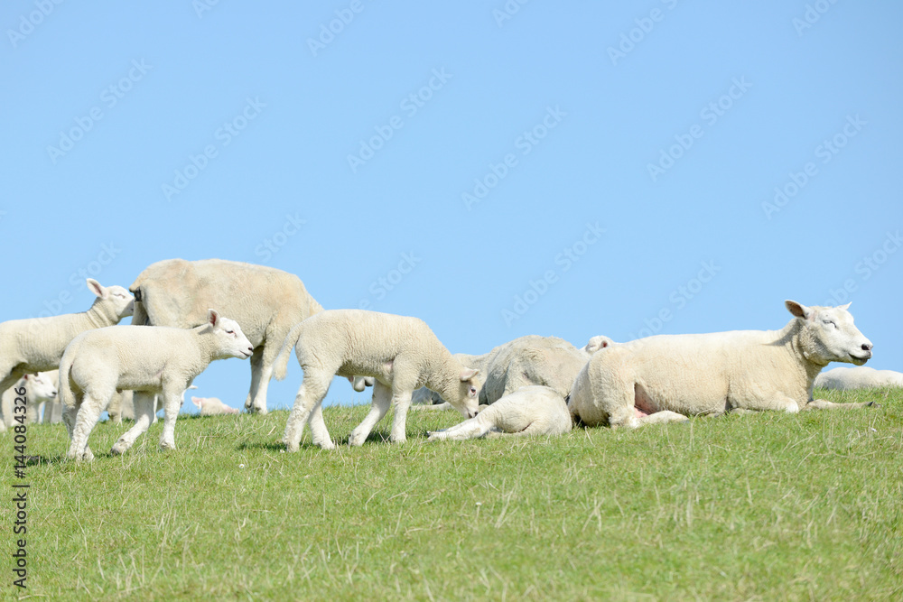 herd of sheep, sheep and lambs on meadow herd of sheep, sheep and lambs on meadow