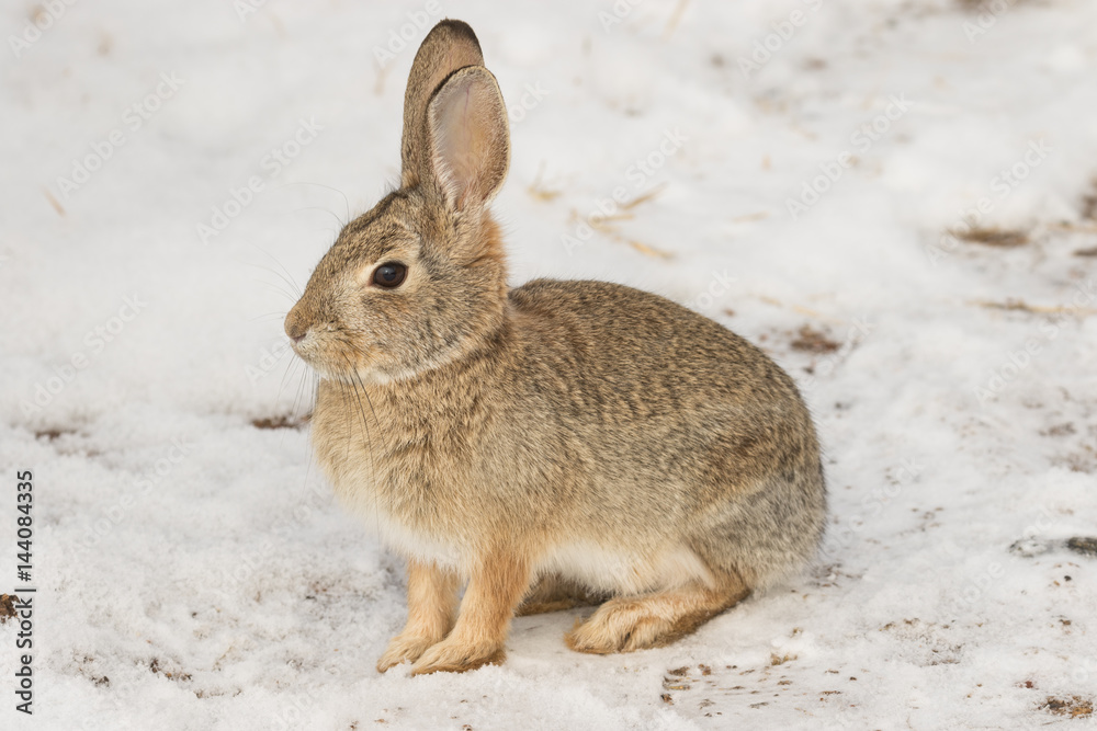 Cottontail Rabbit in Snow Cottontail Rabbit in Snow