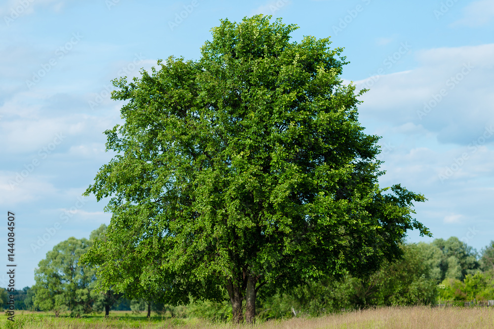 A large symmetrical tree growing on the meadow on blue sky background. The concept: plants - is a lungs of planet A large symmetrical tree growing on the meadow on blue sky background. The concept: plants - is a lungs of planet