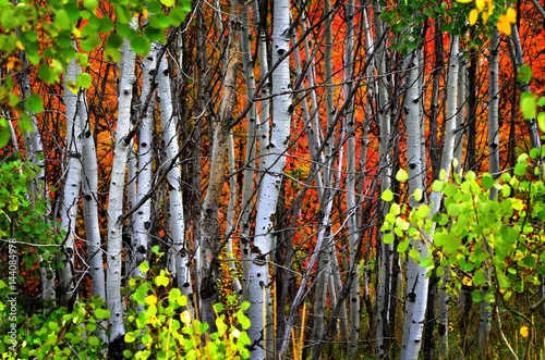 Fototapeta samoprzylepna Jesienne brzozy