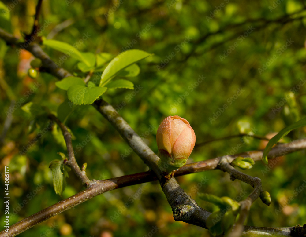 Obraz premium cognassier du japon en fleur, bourgeon avec de la rosée le matin au printemps