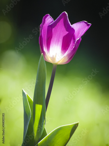 Contraluz de tulipán en una mañana de primavera.
