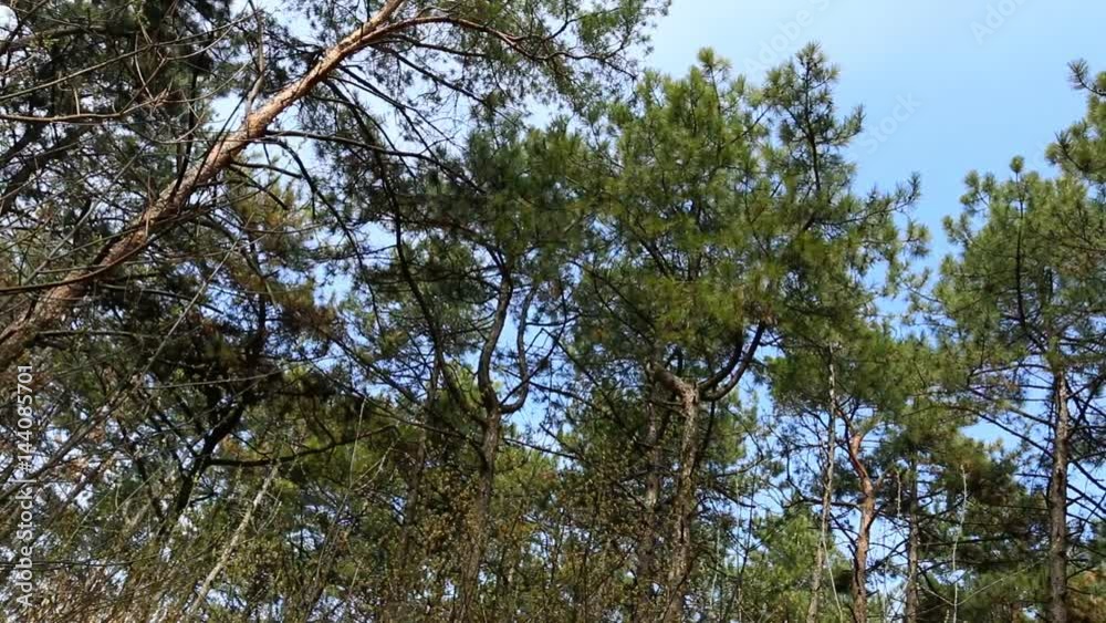 Bottom view of tall old trees in evergreen pine forest. Scenic view. Bottom view of tall old trees in evergreen pine forest. Scenic view.