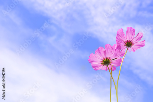 Cosmos flower with blue sky Background.