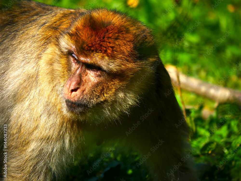 Fototapeta premium Macaque de Barbarie