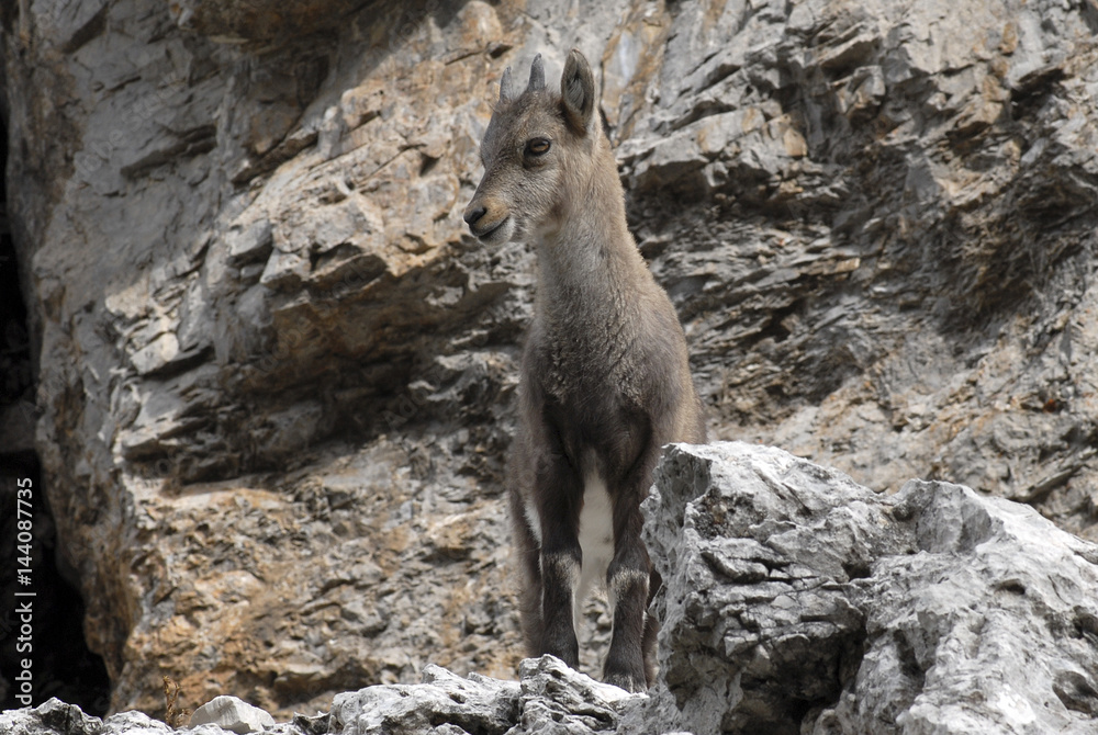 Dolomites, Veneto, Italy. A young Alpine ibex (Capra ibex) Dolomites, Veneto, Italy. A young Alpine ibex (Capra ibex)