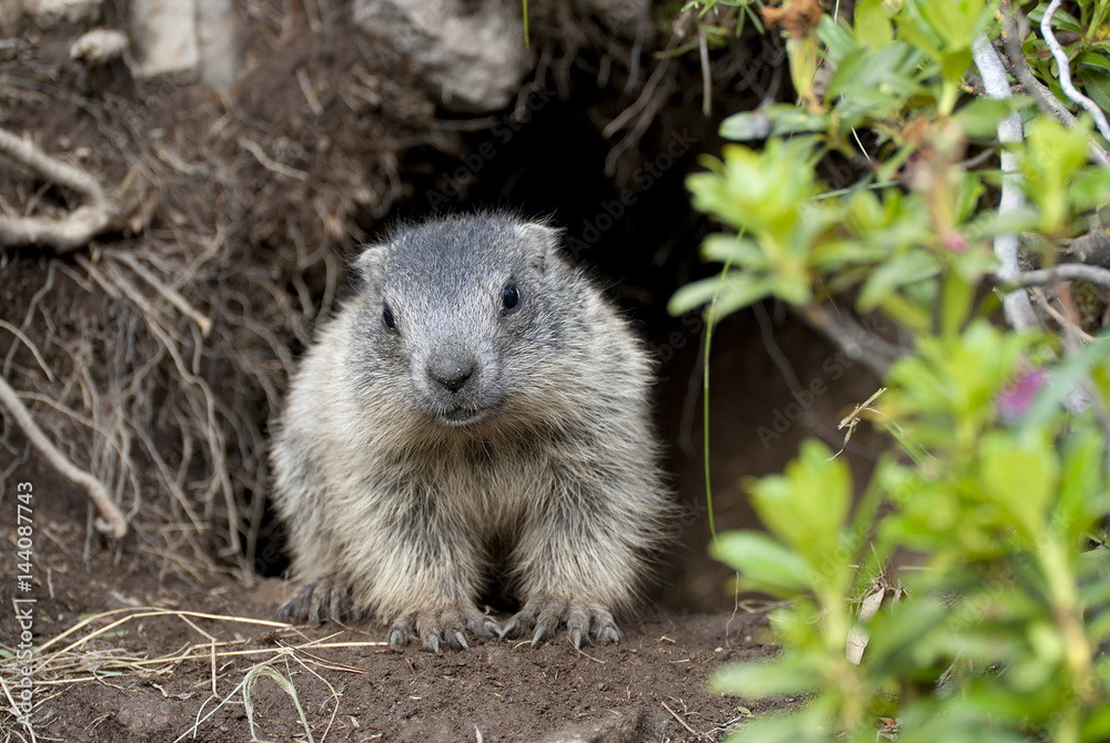 Dolomites, South Tyrol, Italy. The alpine marmot (Marmota marmota) Dolomites, South Tyrol, Italy. The alpine marmot (Marmota marmota)