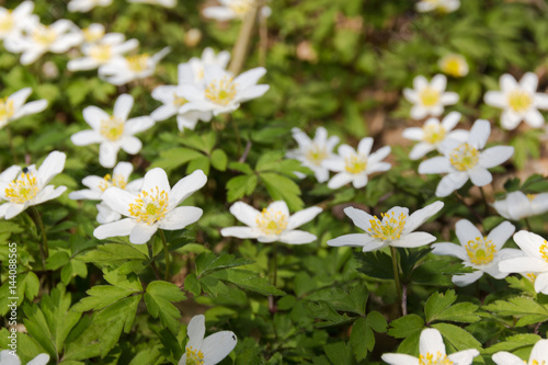Anemones