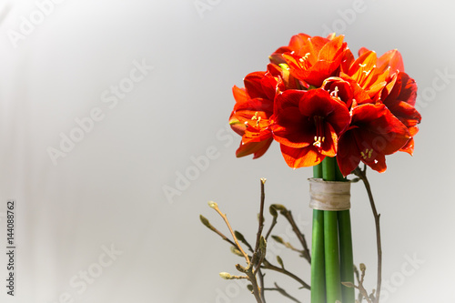 amaryllis photo