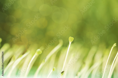 Growing microgreens with seed leaf or cotyledon in heart shape on green bokeh background.