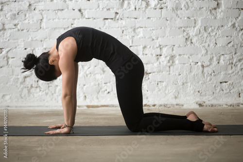 Young yogi woman practicing yoga concept, standing in Cat exercise, Marjaryasana pose, asana paired with Cow Pose on the inhale, working out, wearing sportswear, full length, white loft background