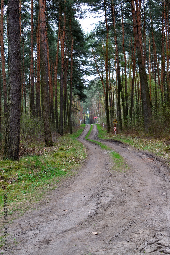 Fototapeta premium droga przez las wczesną wiosną