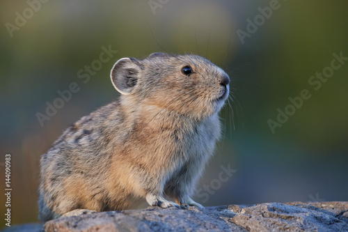 American pika (Ochotona princeps), San Juan National Forest, Colorado photo