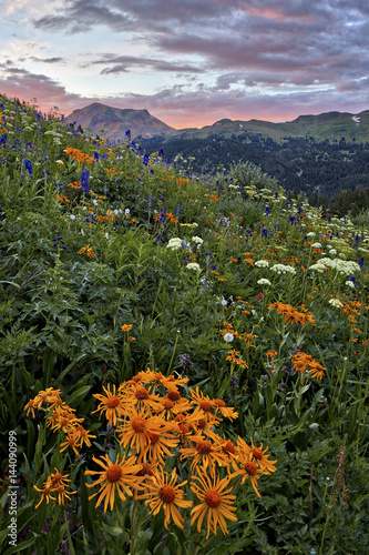 Alpine meadow with orange sneezeweed (Hymenoxys hoopesii) (Dugaldia hoopesii) (Helenium hoopesii) and other wildflowers, San Juan National Forest, Colorado photo