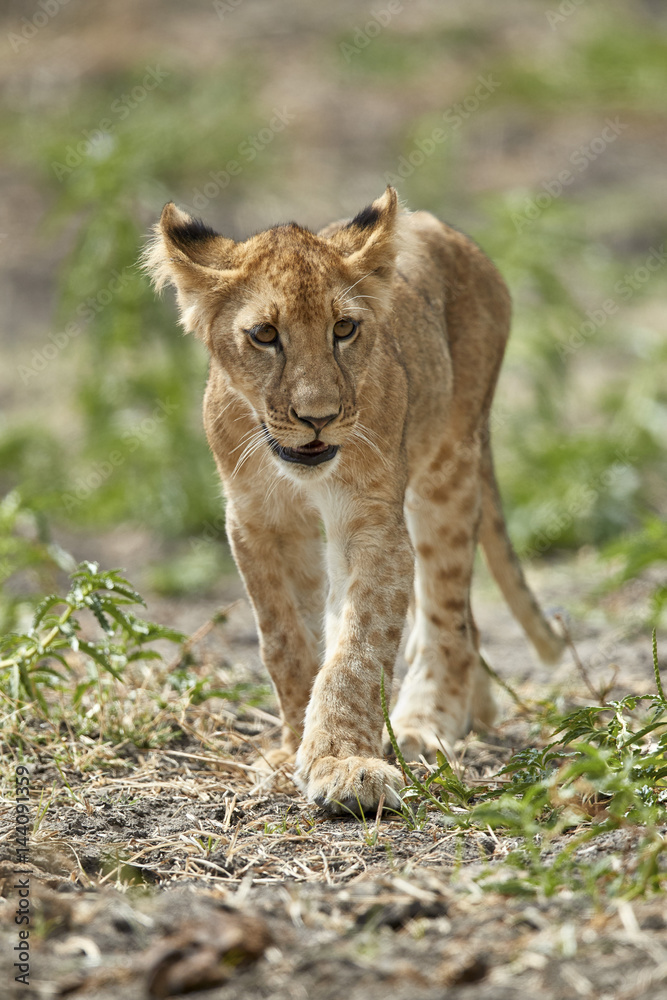 Lion (Panthera leo) cub, Selous Game Reserve, Tanzania Lion (Panthera leo) cub, Selous Game Reserve, Tanzania