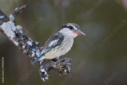 Striped kingfisher (Halcyon chelicuti), male, Selous Game Reserve, Tanzania photo