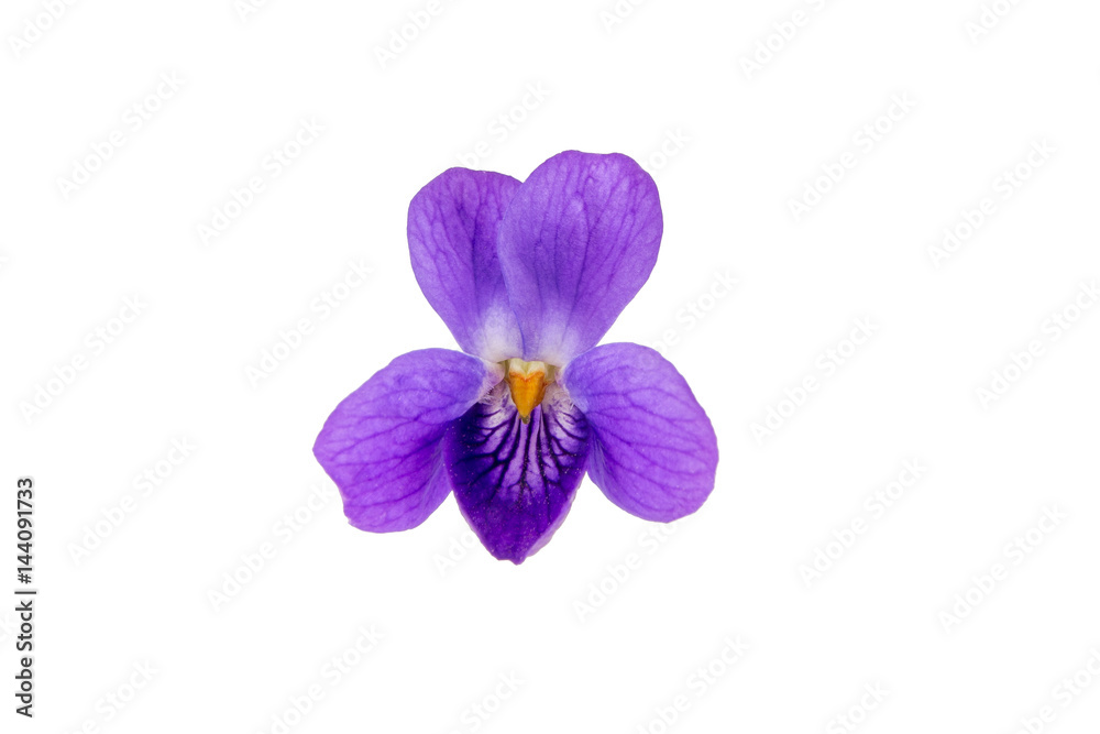 Wild violet flower isolated on a white background.
