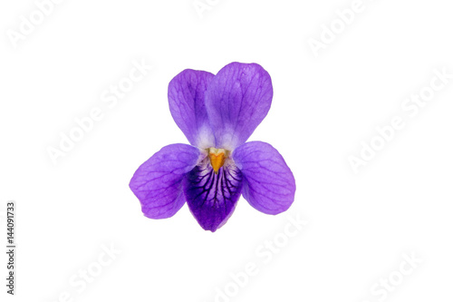 Wild violet flower isolated on a white background. © Garmon
