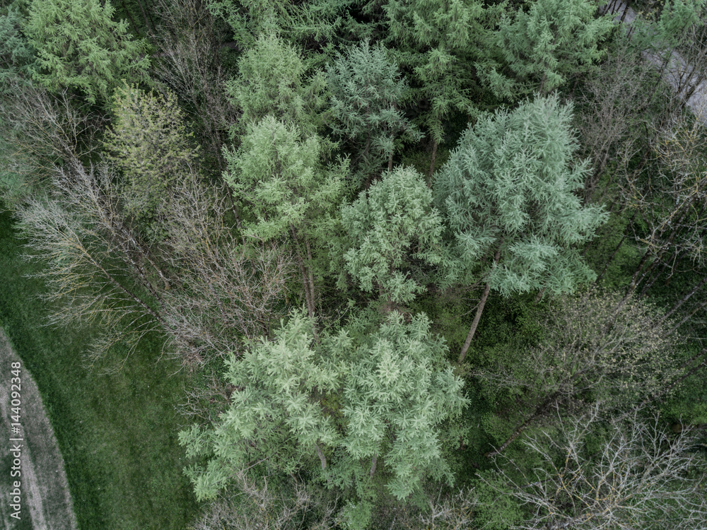 View on forest from above