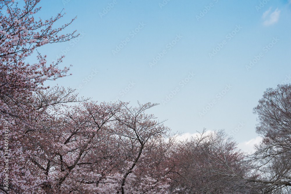 Beautiful cherry blossom sakura in spring time over blue sky. Beautiful cherry blossom sakura in spring time over blue sky.