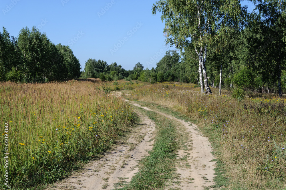 Country dirt road in forest glade