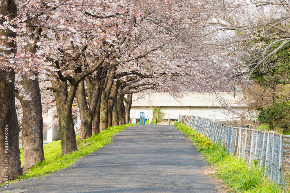 Cherry Blossom Path through a Beautiful Landscape Garden Cherry Blossom Path through a Beautiful Landscape Garden